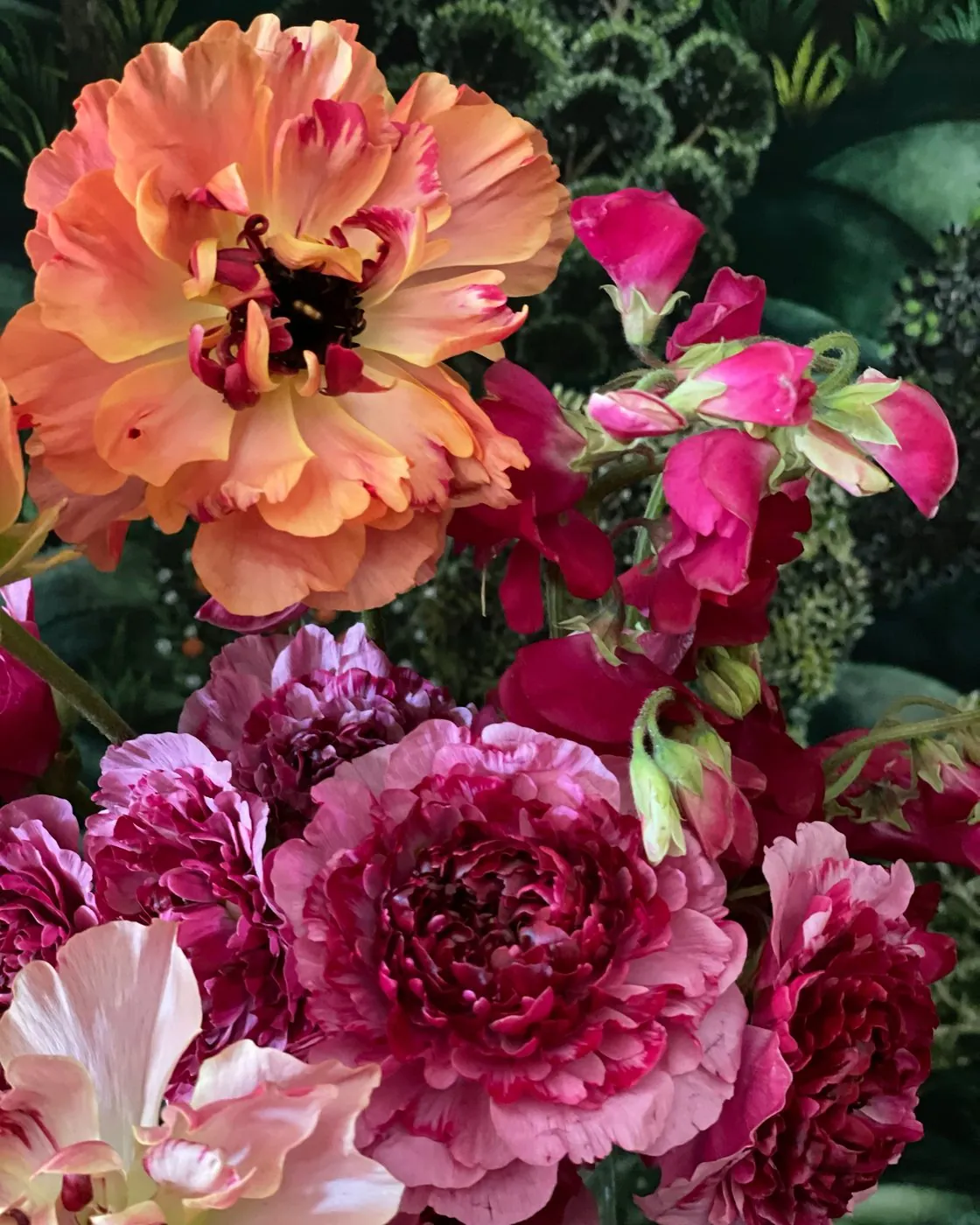 Peach ranunculus and magenta sweet peas, up close