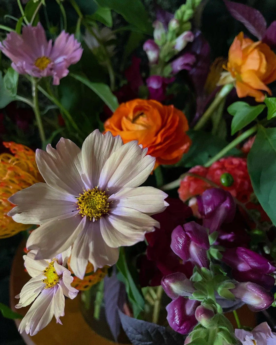 Blush cosmos with orange ranunculus and snapdragons