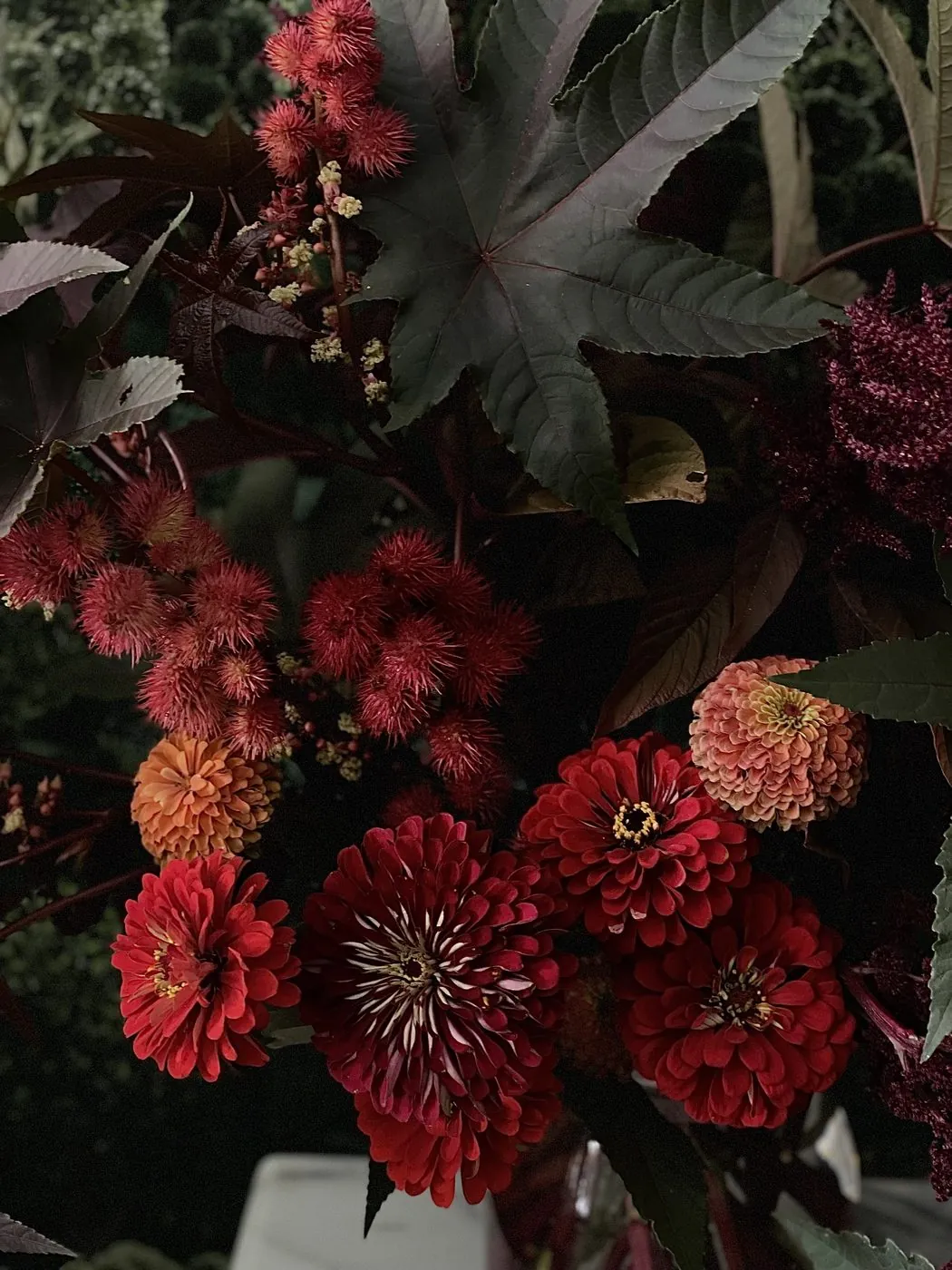 Zinnias in ember tones