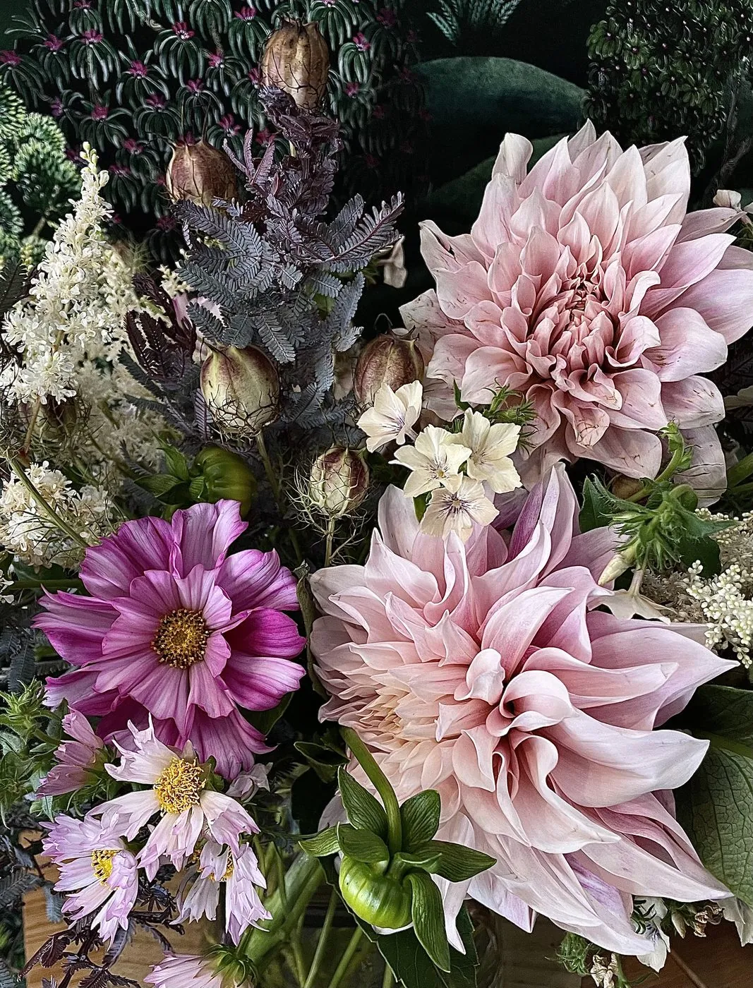 Café au lait dahlias with cosmos and dusty miller