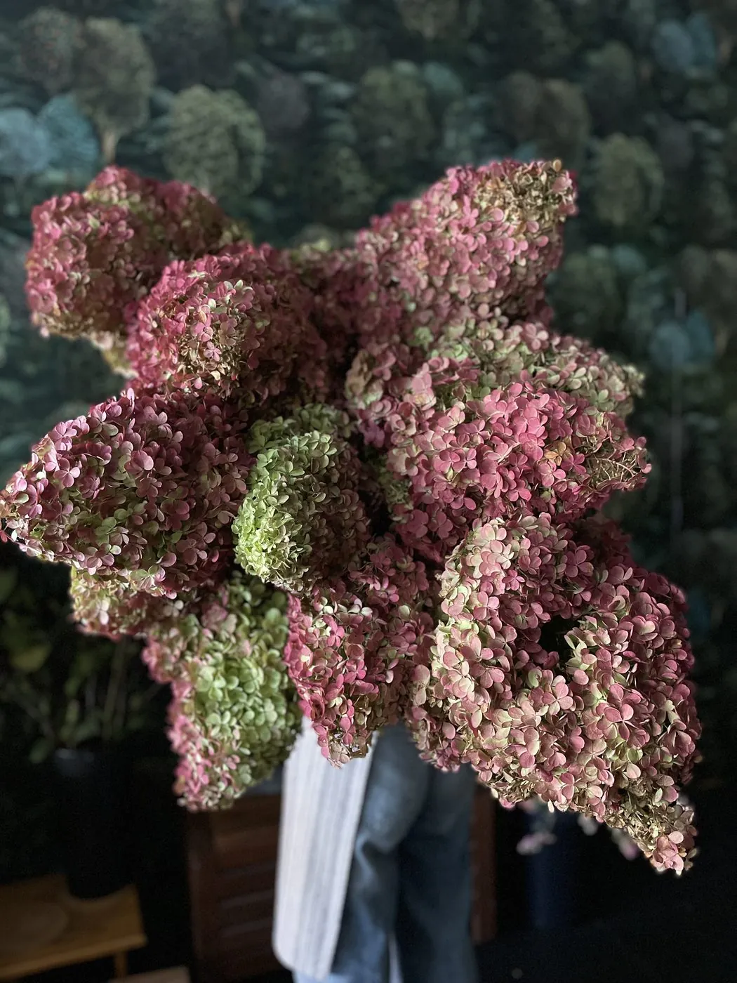 An armful of antique hydrangea in rose and green